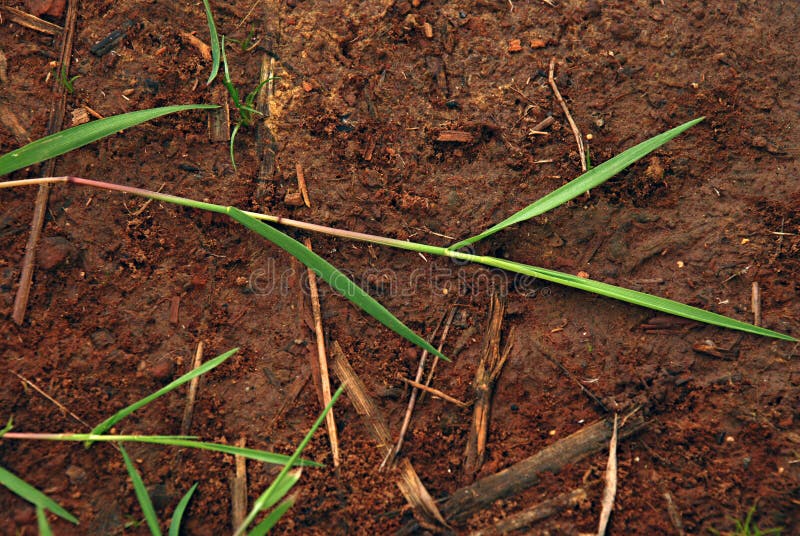 Grass Red Dirt Picture. Image 20104412