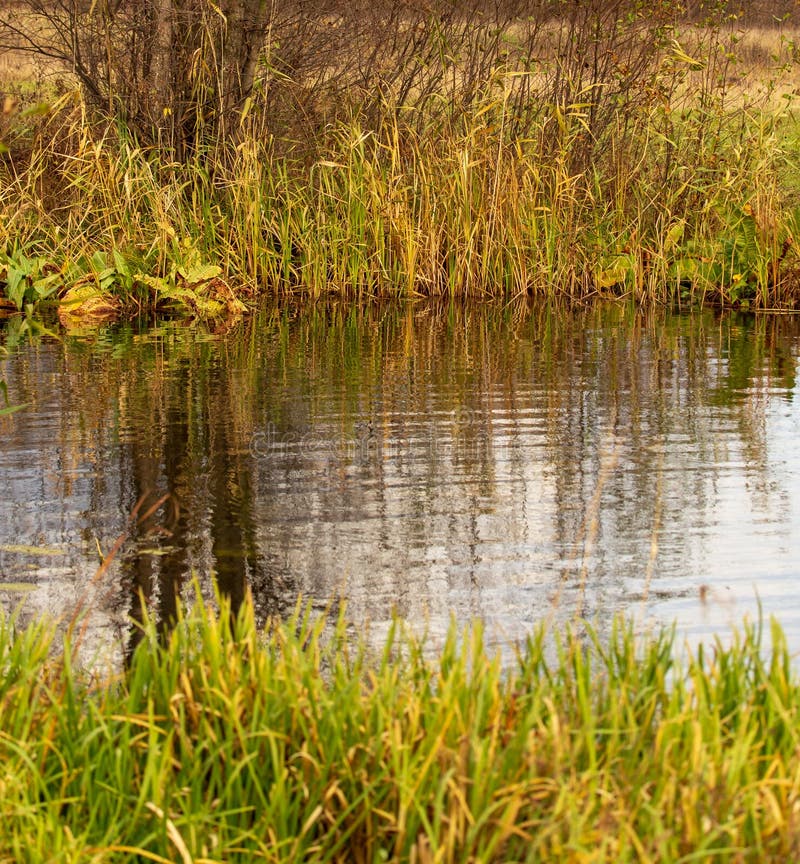 Grass And Reed With Reflection In The Pond Stock Image Image of tree
