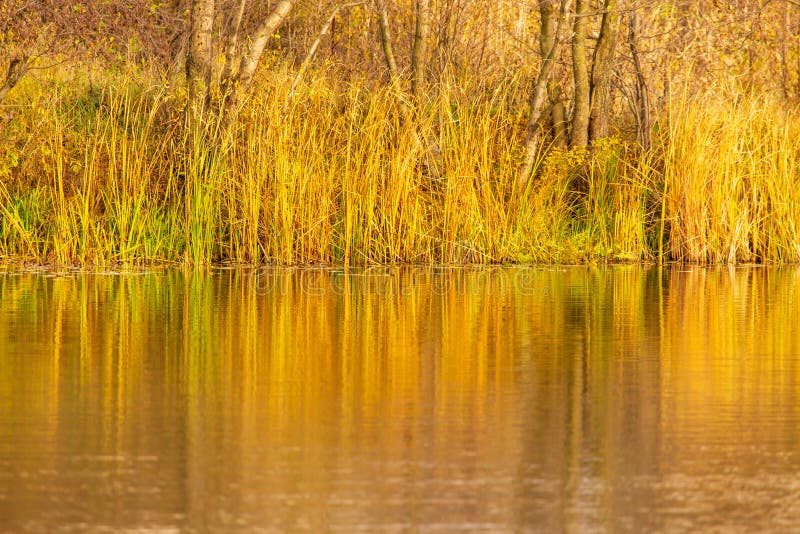 Grass and Reed with Reflection in the Pond Stock Photo Image of tree
