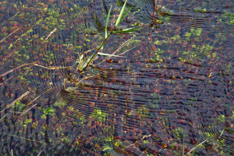 mud river grass mud river grass