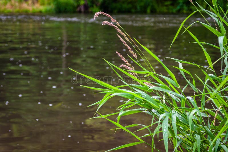 Green Nature Purity Grass On The River Bank Stock Photo Image of