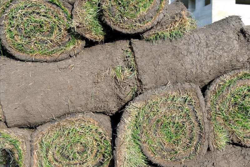 Grass Rolls are Piled in Careless Stacks, Sod Rolls Stock Image Image