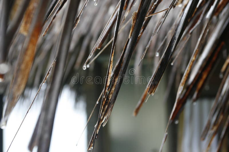 Grass Roof And Rain Drops