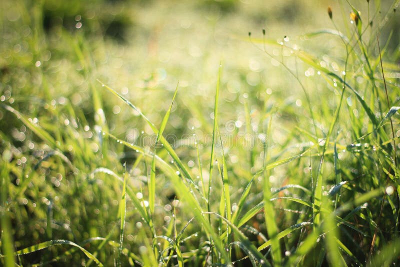 Lights and grass stock image. Image of copy, backdrop 6694165