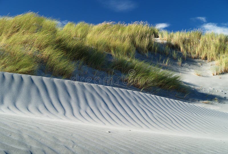 Grass and sand dunes