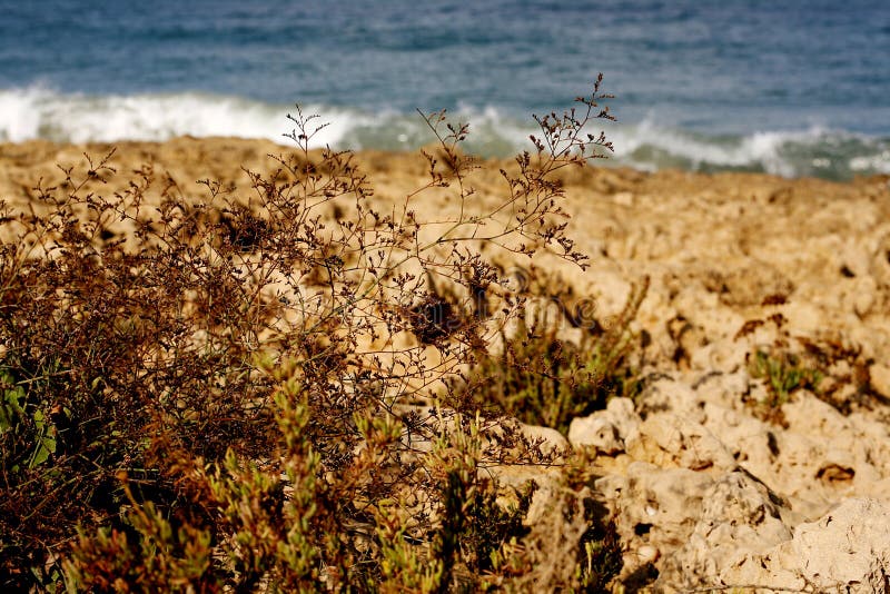 Grass in sand dunes in sea