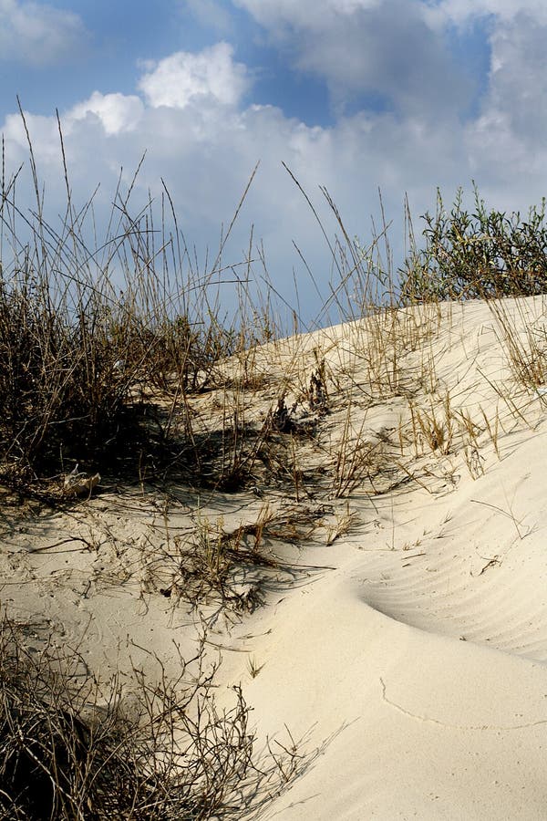 Grass in sand dunes in sea