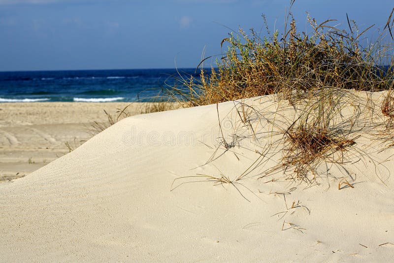 Grass in sand dunes in sea