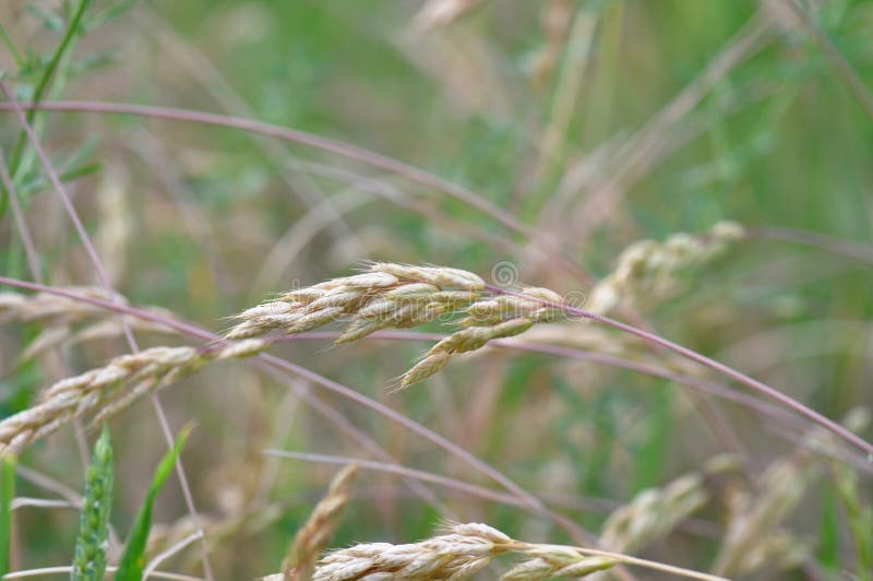 Grass seed stock image. Image of allergies, closeup 116668165