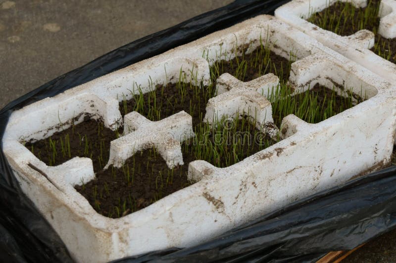 Seed Germinating. Seed Germinating Concept. Happy Family Watch on Seed