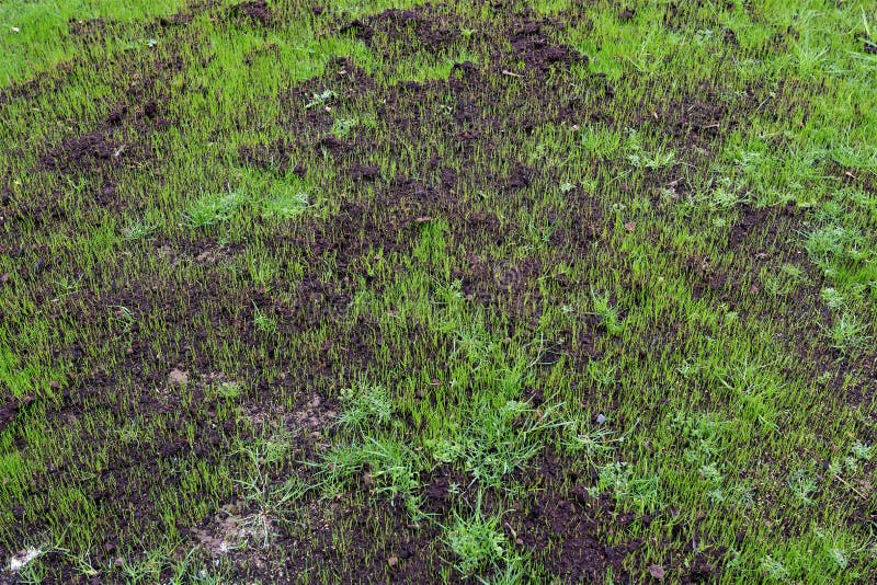 Grass seed growing after a chaffer grub decimation.