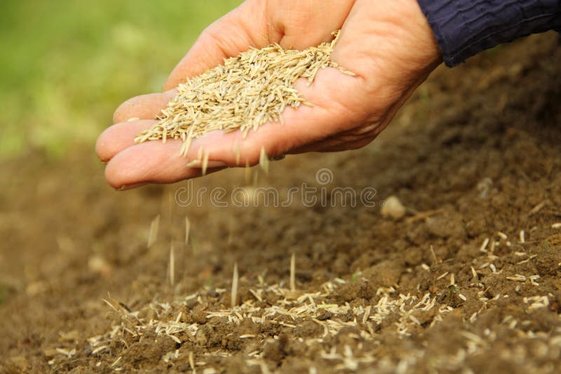 Prato, la semina del seme nel terreno del giardino con la mano.