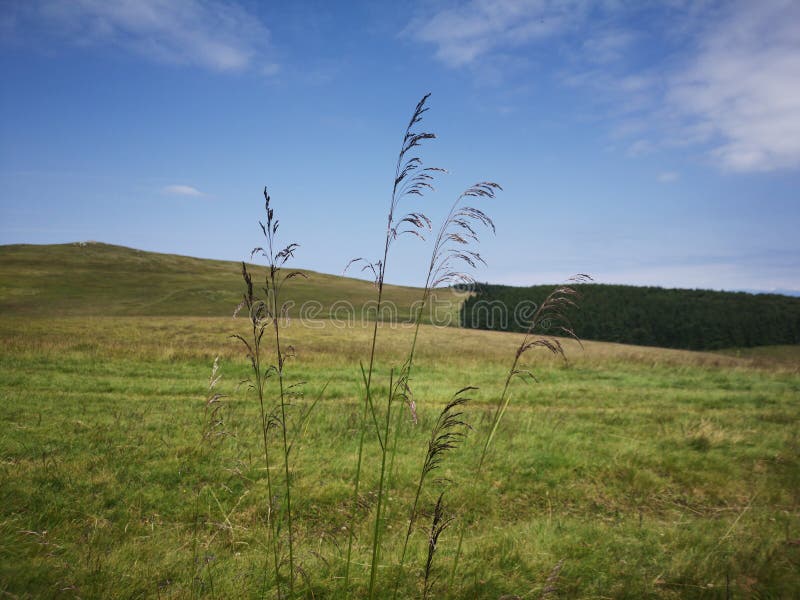 Grass seeds stock photo. Image of dune, close, light 120589894