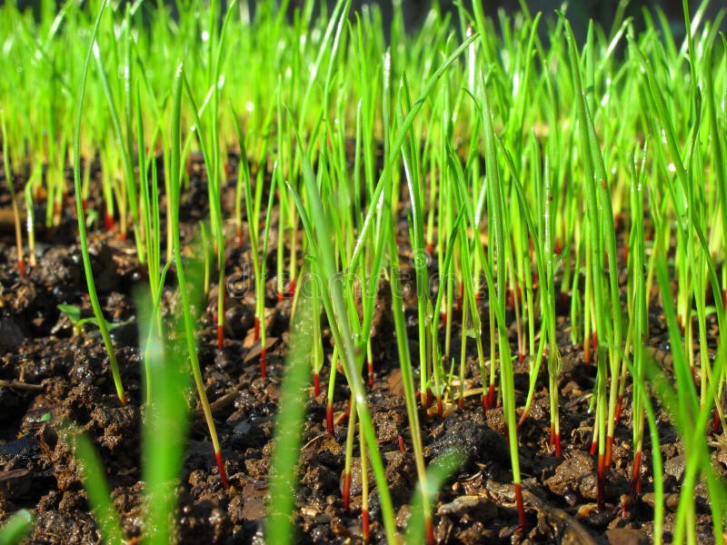 Grass sprouts macro image