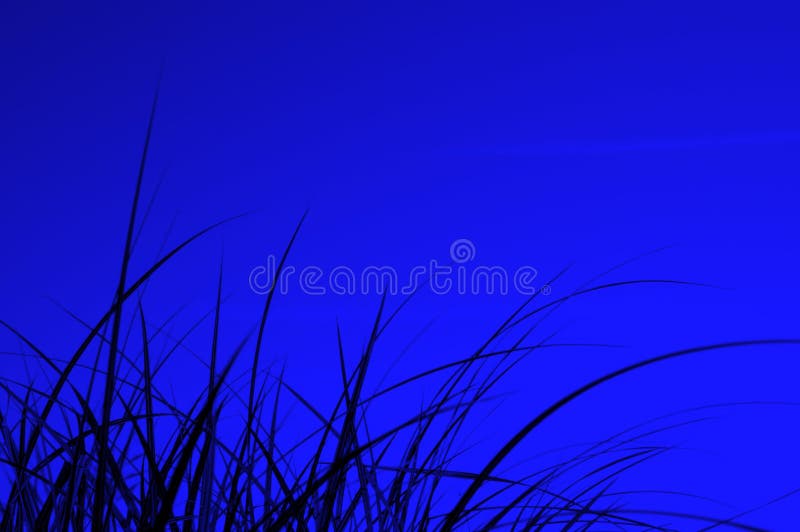 Grass silhouette in night