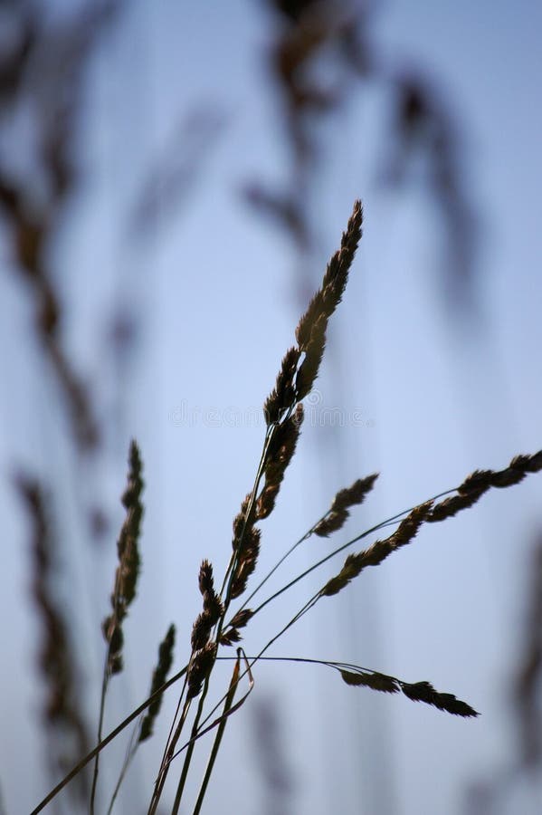 Grass and sky