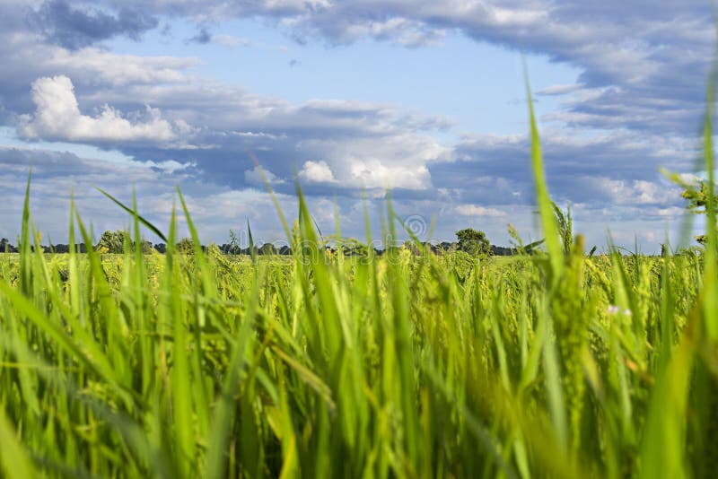 Grass, sky and trees