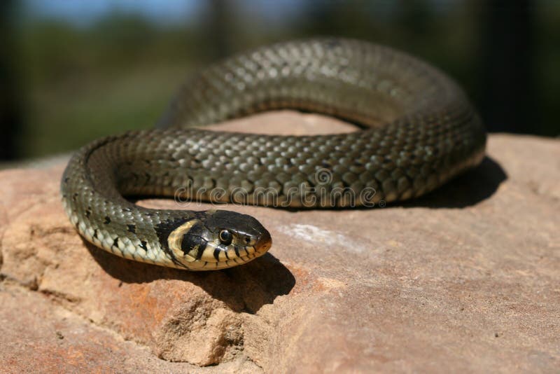 Grass-snake