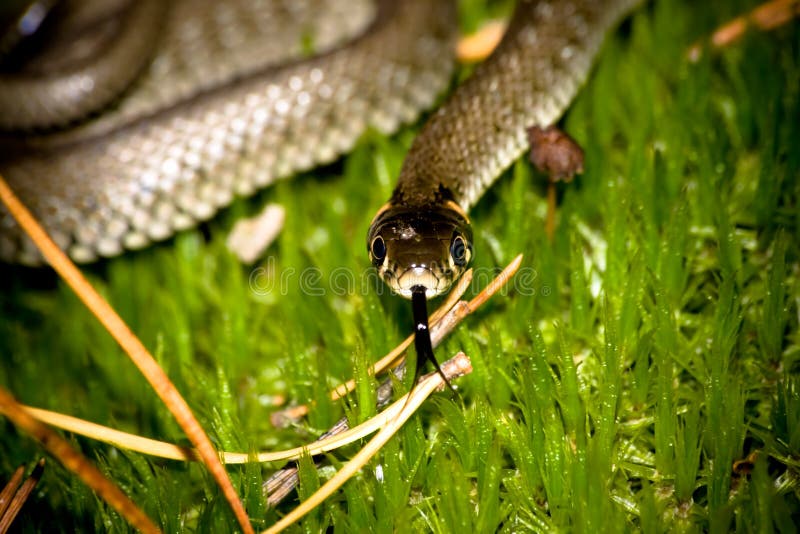 Змея в траве ментовские. Ментовские игры змея в траве. Мох змеи что такое мох змеи.