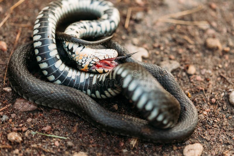 Grass-snake, Adder In Early Spring