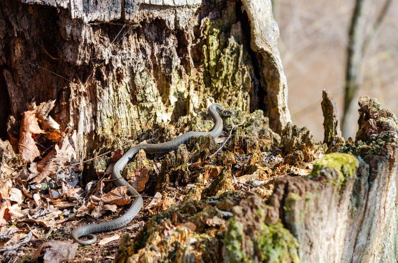 Grass Snake Natrix Natrix Playing Dead Stock Photo 164627012