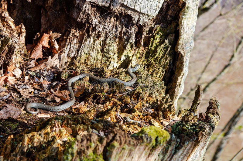 Grass Snake Natrix Natrix Playing Dead Stock Photo 164627012