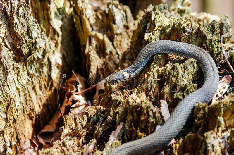 Grass Snake Natrix Natrix Playing Dead Stock Photo 164627012