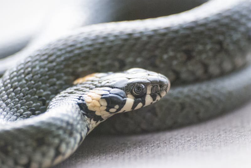 Grass snake stock photo. Image of animal, natural, sting - 55028578