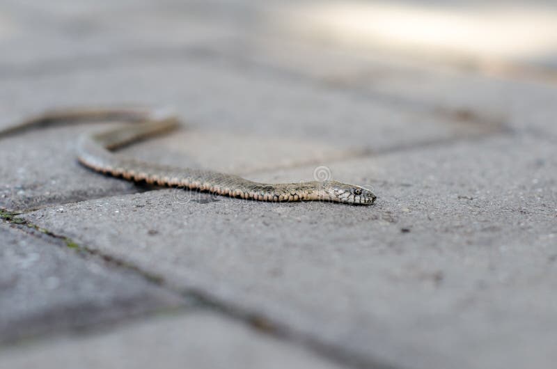 Grass Snake Natrix Natrix Playing Dead Stock Photo 164627012