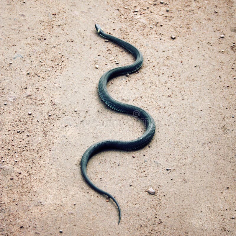 Grass snake crawling on the ground. Karelia Russia.