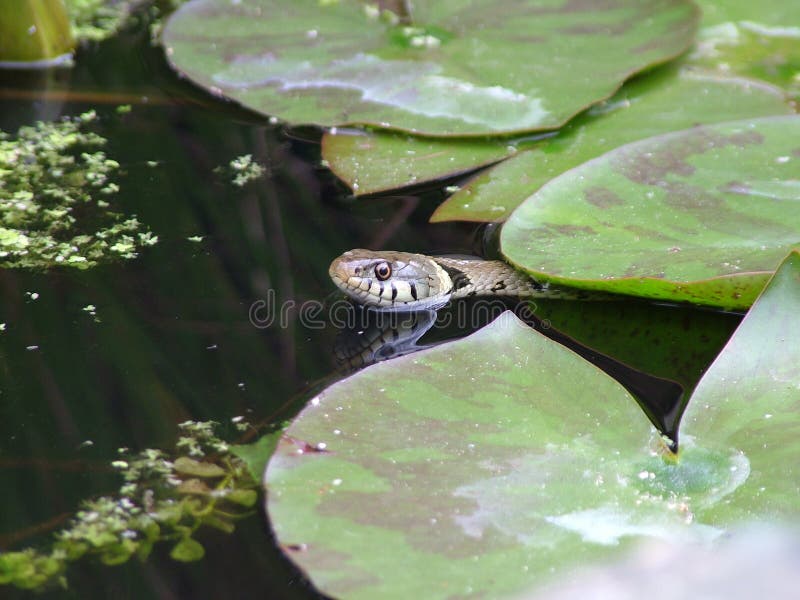 Grass snake in garden pond stock image. Image of water 65687229