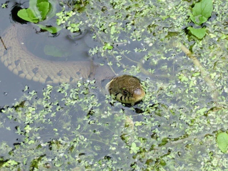 Grass snake in garden pond stock image. Image of water 65687229