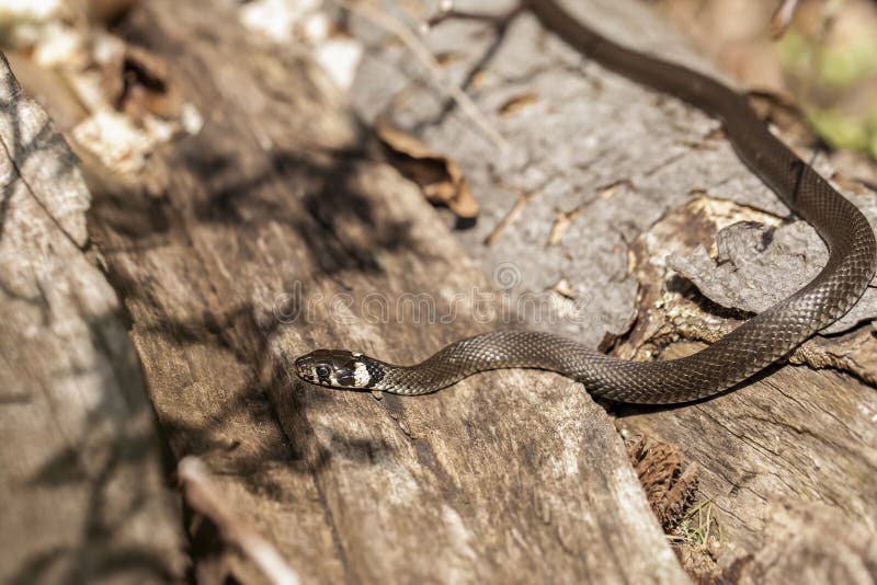 Grass Snake Natrix Natrix Playing Dead Stock Photo 164627012