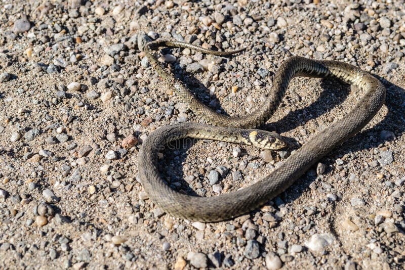 Stock photo of Grass snake (Natrix natrix) juvenile playing dead