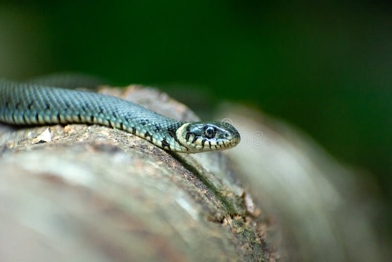 A grass snake lying on a tree trunk