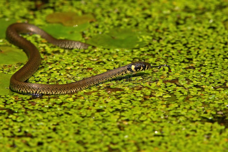 Grass snake (Natrix natrix)