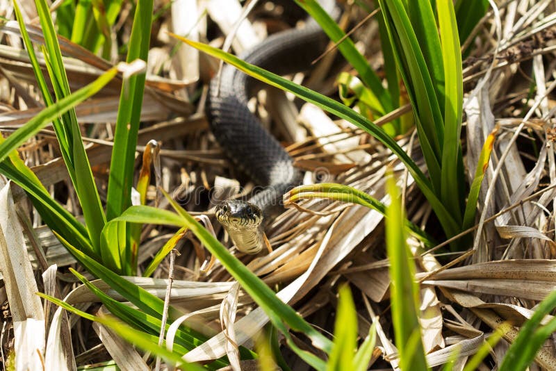 A black grass snake Natrix natrix sunbathing in the spring sun. Russia. Gray water snake stock images, royalty-free photos and pictures