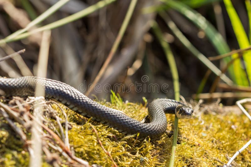A black grass snake Natrix natrix sunbathing in the spring sun. Russia. Gray water snake stock images, royalty-free photos and pictures