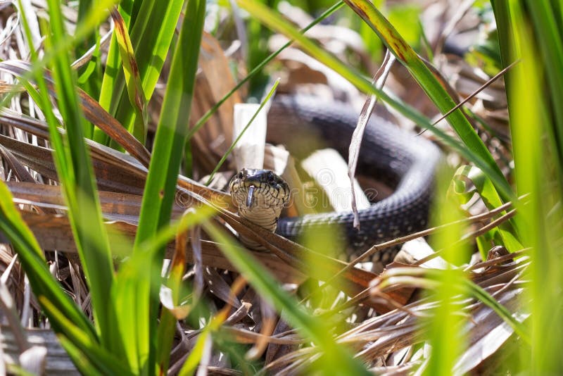 A black grass snake Natrix natrix sunbathing in the spring sun. Russia. Gray water snake stock images, royalty-free photos and pictures