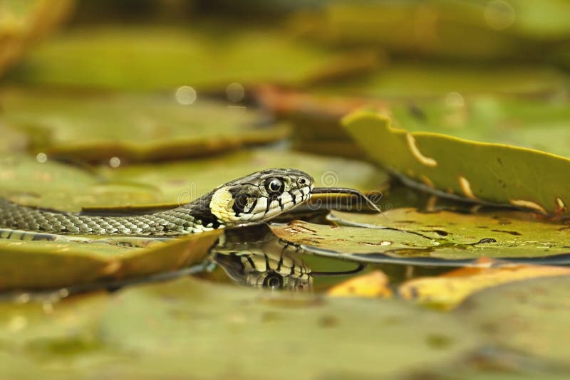 Grass Snake Natrix natrix hunting on the leaves of Water Lilies