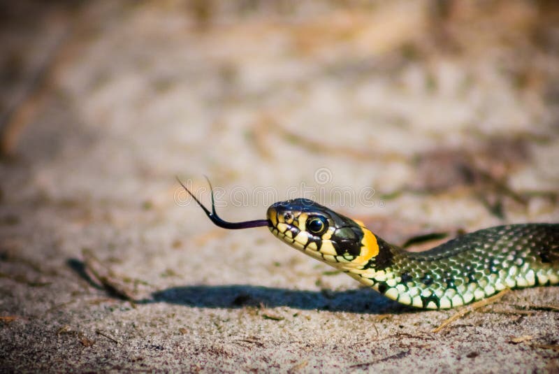 Grass Snake - Natrix Natrix