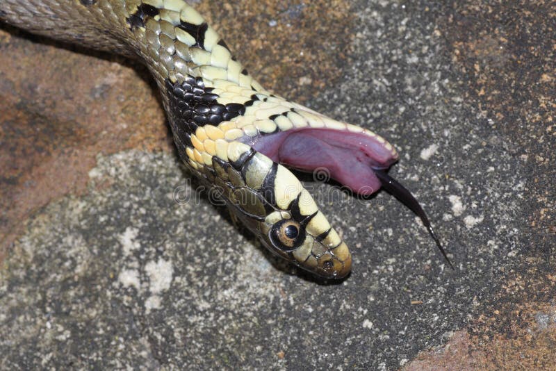 Grass Snake - Natrix Natrix Stock Image - Image of nature, defense