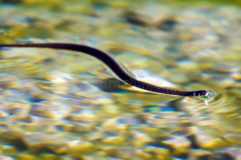 Grass Snake Natrix Natrix Playing Dead Stock Photo 164627012