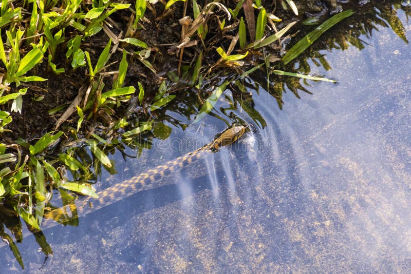 Grass Snake, Ringed Snake, Water Snake, Eurasian, Non-venomous