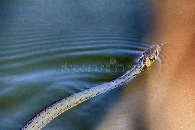 Grass snake in water. oil paint drawing from photo