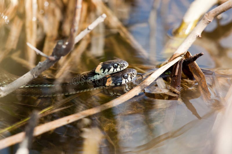 Grass snakes copulating