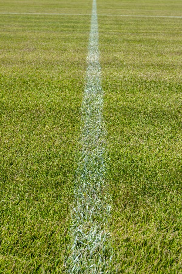 Grass on the soccer field stock photo. Image of color 263604620