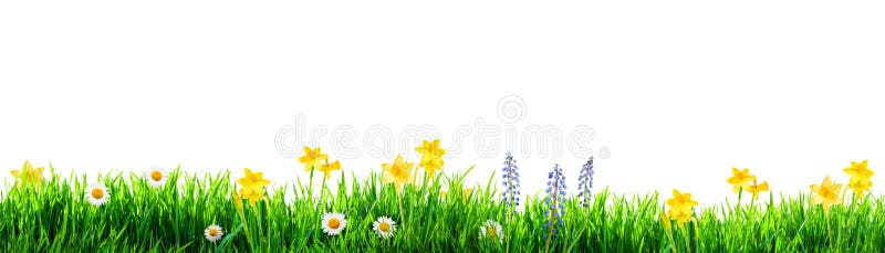 Grass and spring flowers background