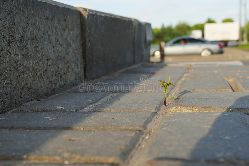 Flower Breaking Concrete Stock Photos Free & RoyaltyFree Stock