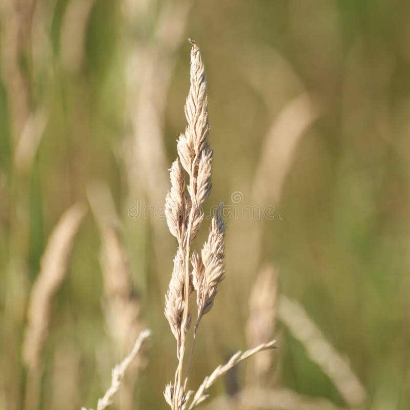 Grass straw after bloom stock image. Image of grass 121544283